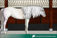 Horse Color:Black Tobiano Appaloosa 