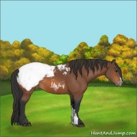 Horse Color:Bay Near Fewspot 