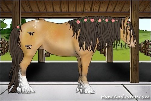 Horse Color:Buckskin Sabino Appaloosa Rabicano 