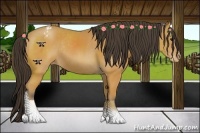 Horse Color:Buckskin Sabino Varnish Rabicano 