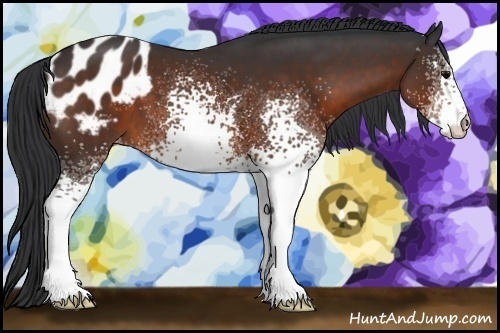 Horse Color:White Spotted Brown Blanket 