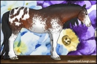 Horse Color:White Spotted Brown Blanket 