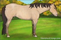 Horse Color:Amber Champagne Roan 