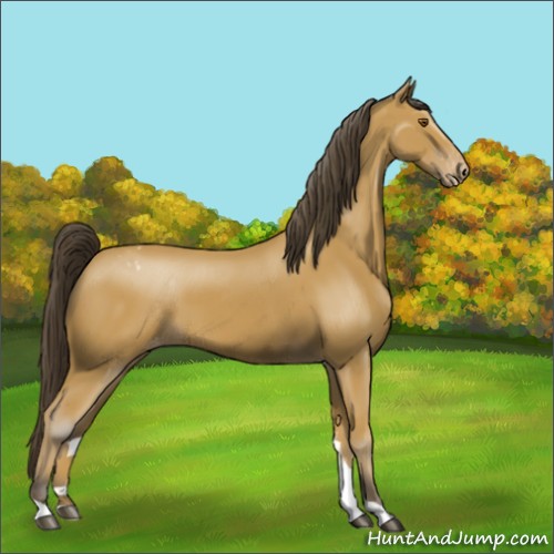 Horse Color:Buckskin Blanket