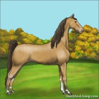 Horse Color:Buckskin Blanket 