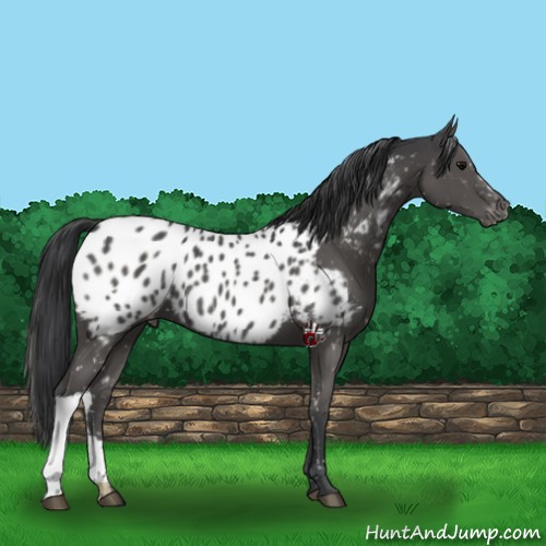 Horse Color:Black Appaloosa 
