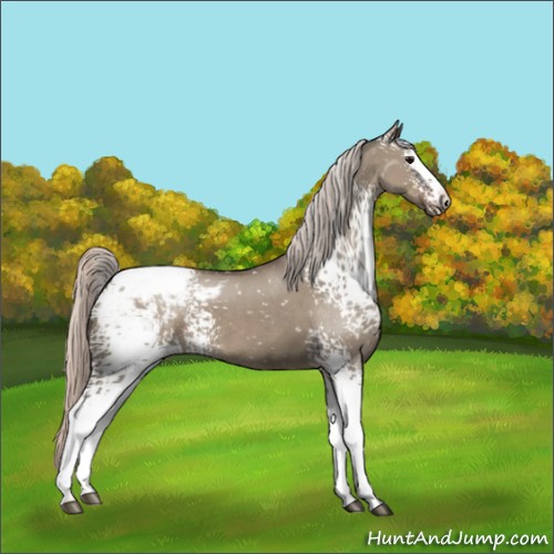 Horse Color:White Spotted Silver Grullo Snowcap
