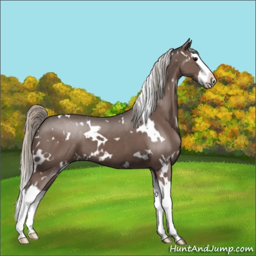 Horse Color:White Spotted Silver Black Splash 