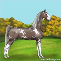 Horse Color:White Spotted Silver Black Splash