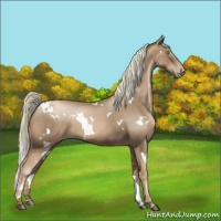 Horse Color:White Spotted Liver Chestnut Pearl 