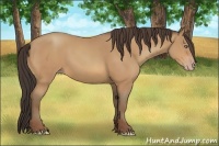 Horse Color:Amber Champagne 