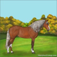Horse Color:Silver Bay Sabino Rabicano