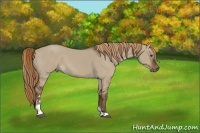 Horse Color:Liver Red Dun Sabino