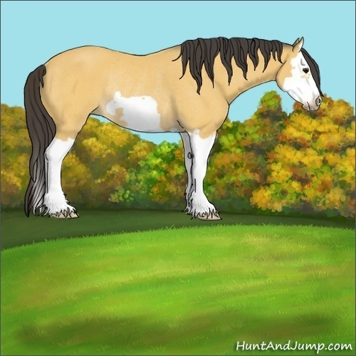 Horse Color:Buckskin Splash Frame Rabicano 
