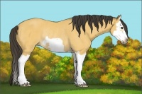 Horse Color:Buckskin Splash Frame Rabicano 