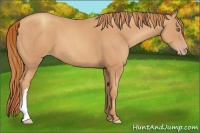 Horse Color:Gold Champagne 