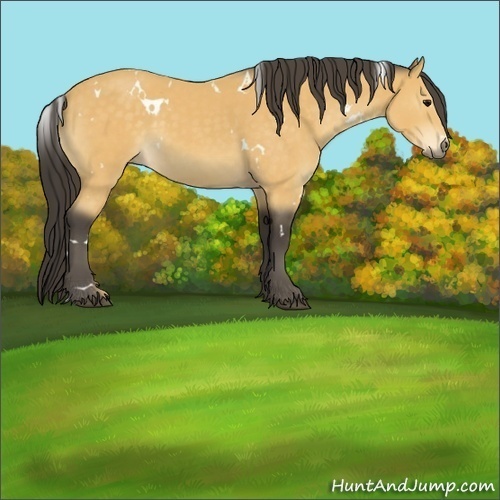 Horse Color:White Spotted Buckskin