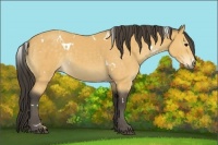 Horse Color:White Spotted Buckskin 