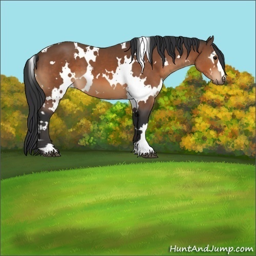 Horse Color:White Spotted Bay 