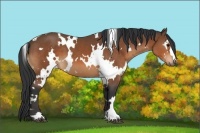 Horse Color:White Spotted Bay 