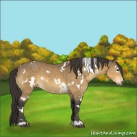 Horse Color:White Spotted Buckskin 