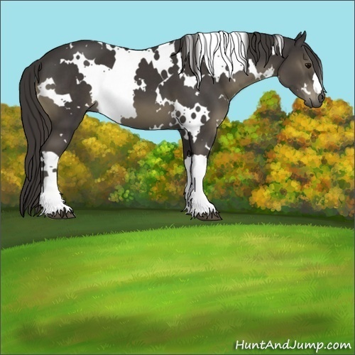 Horse Color:White Spotted Smoky Black 