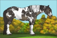 Horse Color:White Spotted Smoky Black 