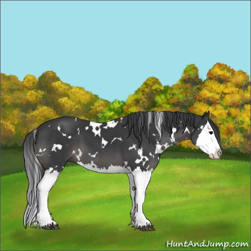Horse Color:White Spotted Black Splash 