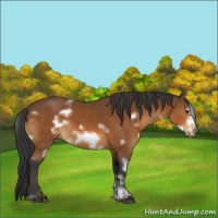 Horse Color:White Spotted Bay Sabino Frame 