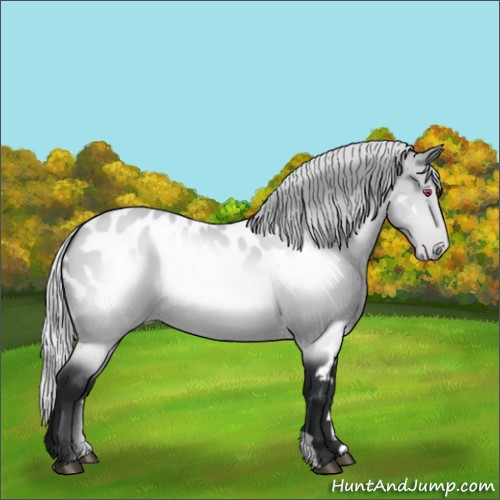 Horse Color:Silver Brown Chinchilla Appaloosa 