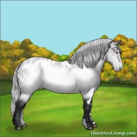 Horse Color:Silver Brown Chinchilla Appaloosa 