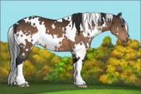 Horse Color:White Spotted Brown 