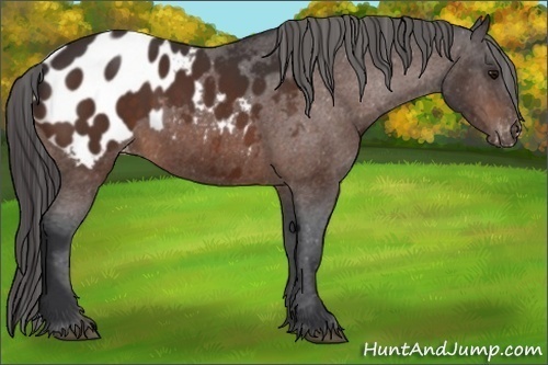 Horse Color:Bay Appaloosa