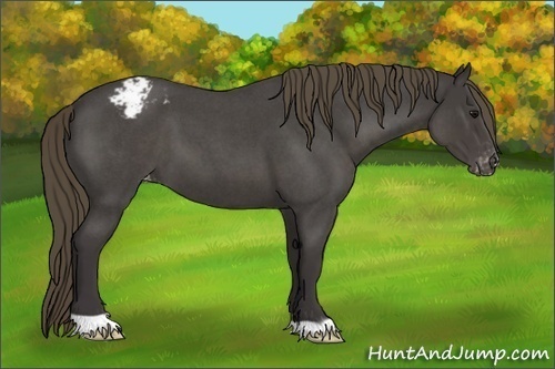 Horse Color:Smoky Blue Roan Appaloosa 