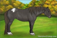 Horse Color:Smoky Blue Roan Appaloosa 