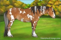 Horse Color:White Spotted Bay Sabino