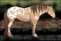Horse Color:White Spotted Amber Champagne Appaloosa 