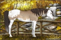 Horse Color:Sable Champagne Splash Appaloosa 