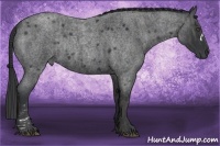 Horse Color:Blue Roan Rabicano Brindle