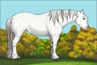 Horse Color:Bay Roan Dun Appaloosa 