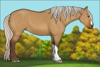 Horse Color:Silver Bay Dun 