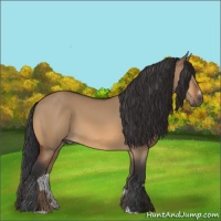 Horse Color:Bay Dun Sabino