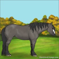 Horse Color:Grullo 
