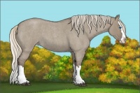 Horse Color:Silver Grullo Roan Splash Appaloosa 