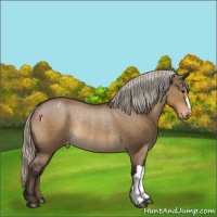 Horse Color:Silver Brown Dun Appaloosa Rabicano 