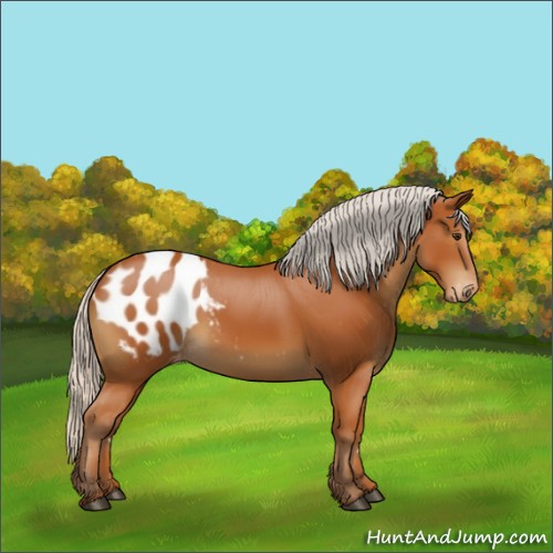 Horse Color:Silver Bay Appaloosa Rabicano 