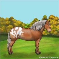 Horse Color:Silver Bay Blanket Rabicano 