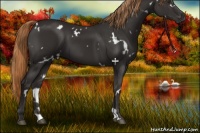 Horse Color:White Spotted Liver Chestnut 