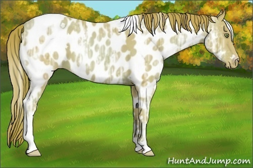 Horse Color:Watercolor White Spotted Gold Champagne Ice Tobiano Appaloosa 