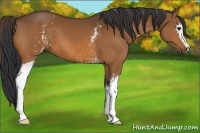 Horse Color:White Spotted Bay 